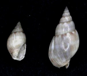 Nassarius comptus